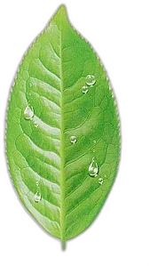 Lebelage Hydratačná textilná maska na tvár ​​zo zeleného čaju Green Tea Solution Mask